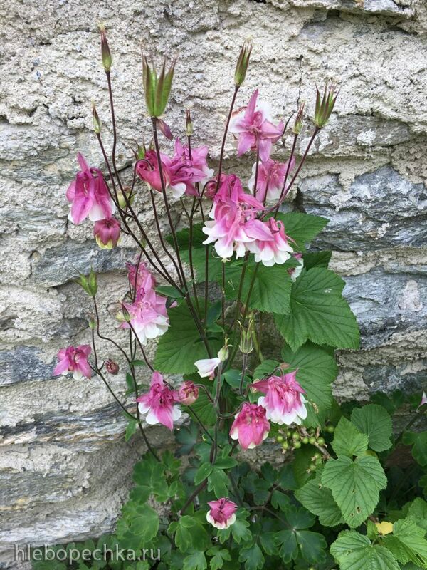 Чайная беседка