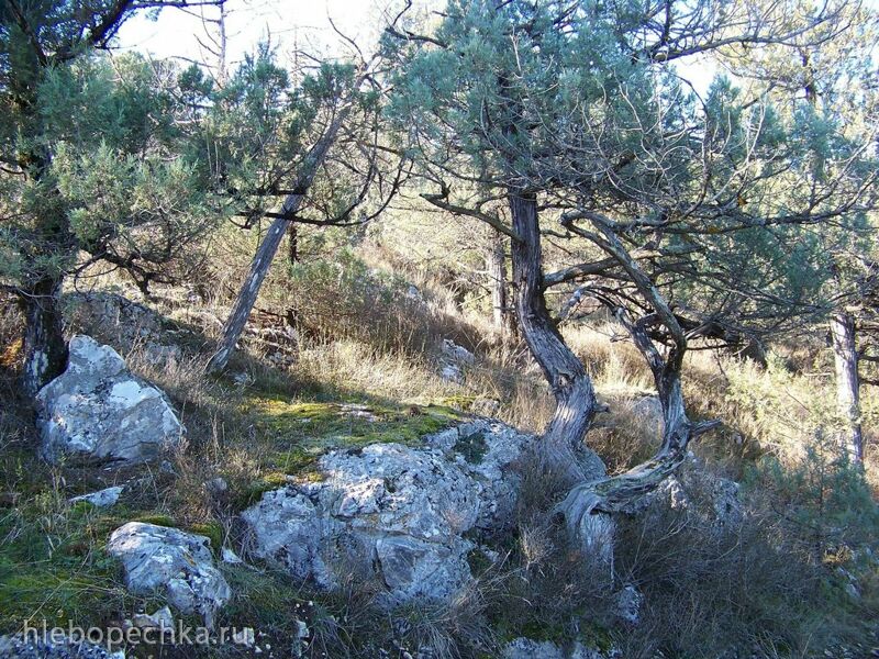 Чайная беседка