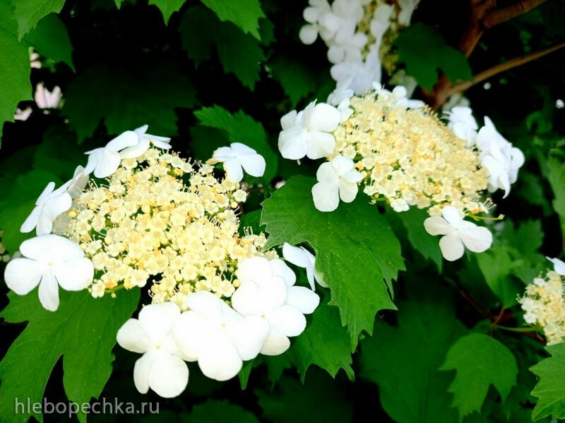 Tapтaлeтки & Ко