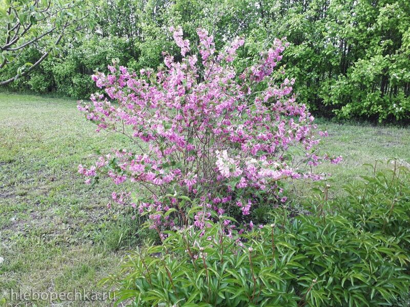 Чайная беседка