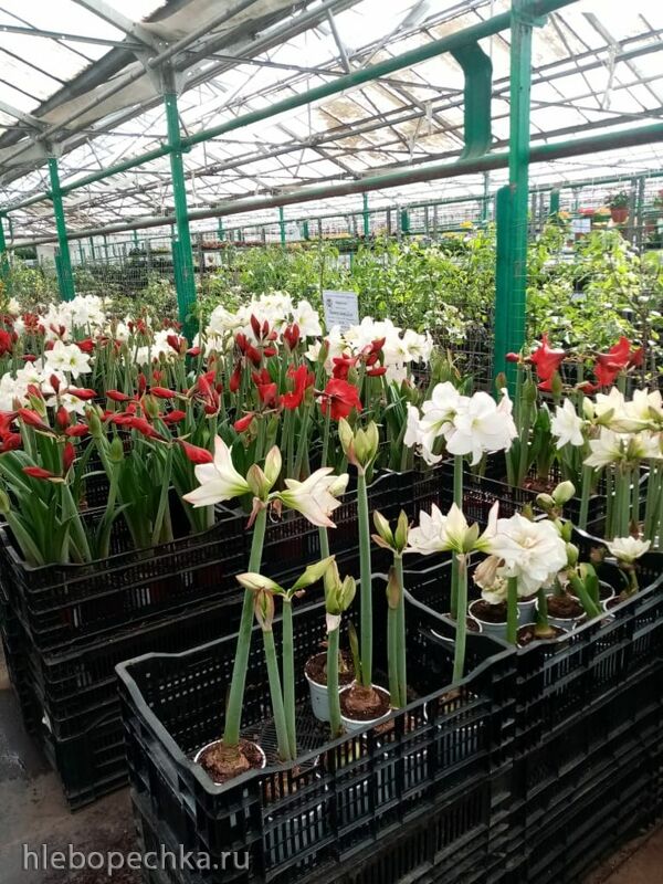 Чайная беседка