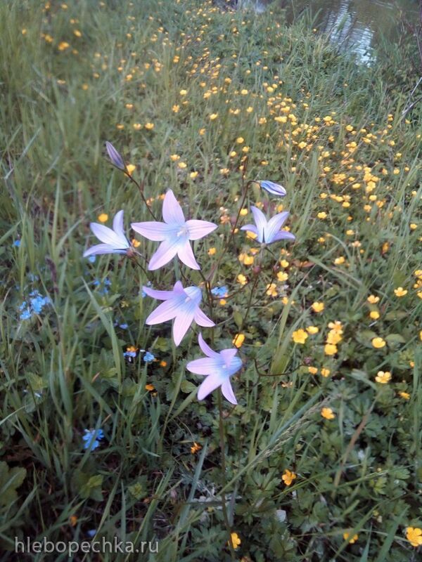 Чайная беседка