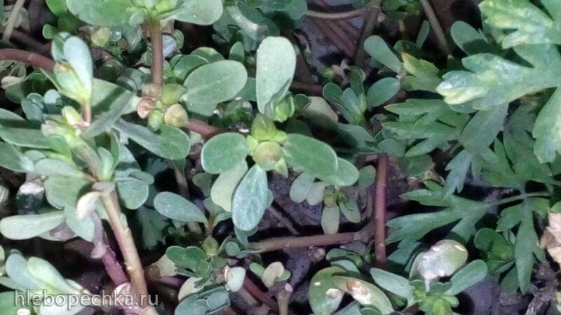 Чайная беседка