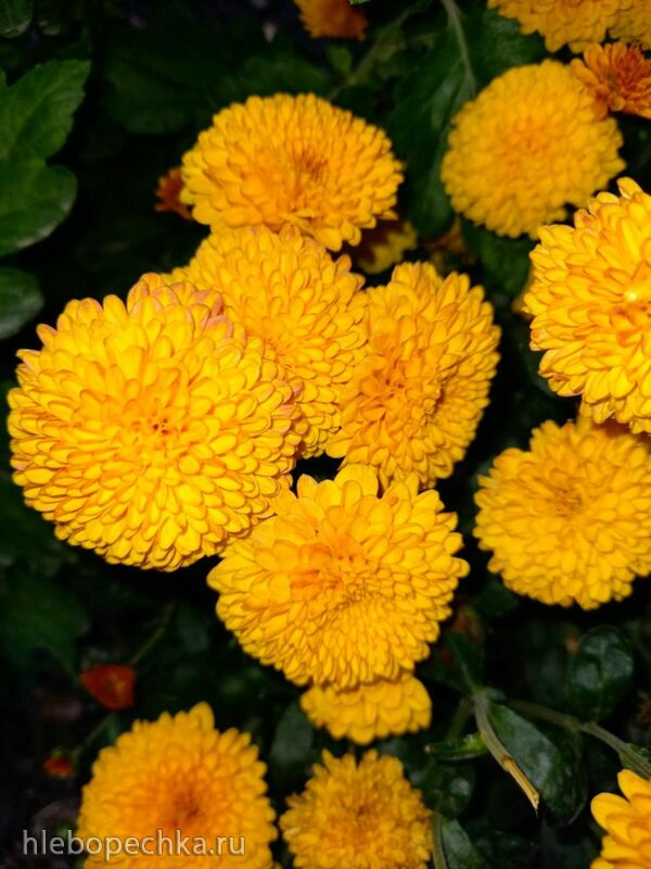 Чайная беседка