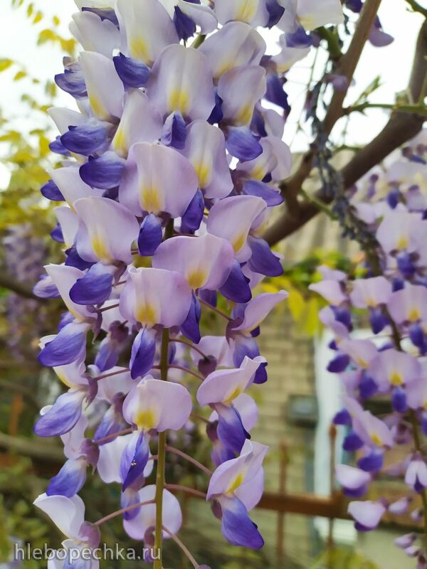 Чайная беседка