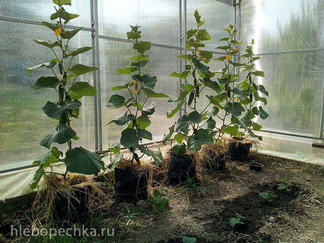 Пора выращивать рассаду