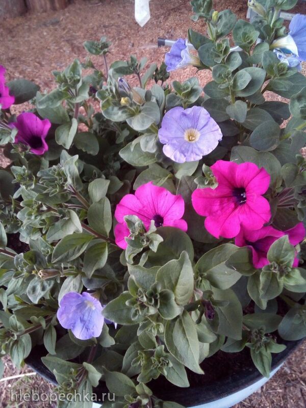 Чайная беседка