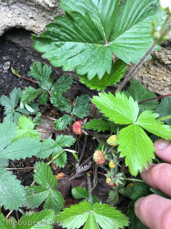 Чайная беседка