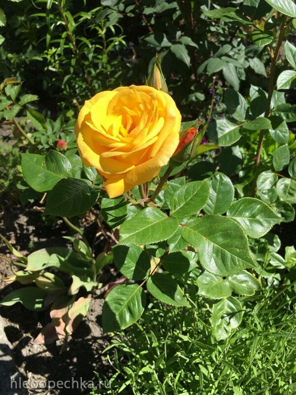 Чайная беседка