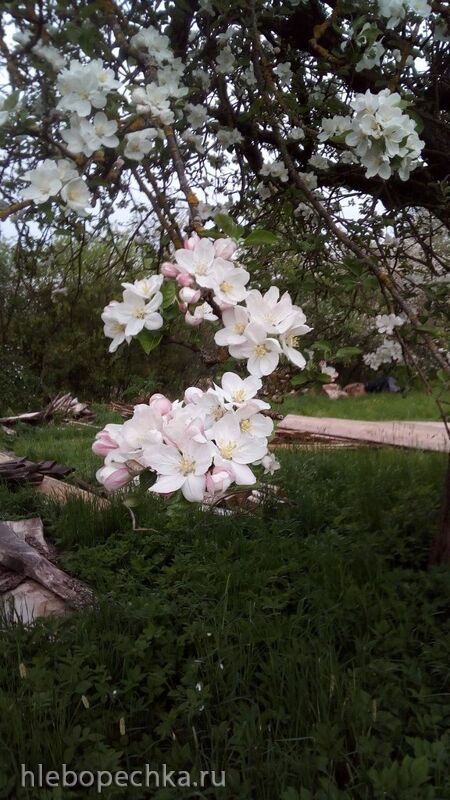 Чайная беседка