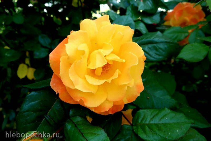 Чайная беседка