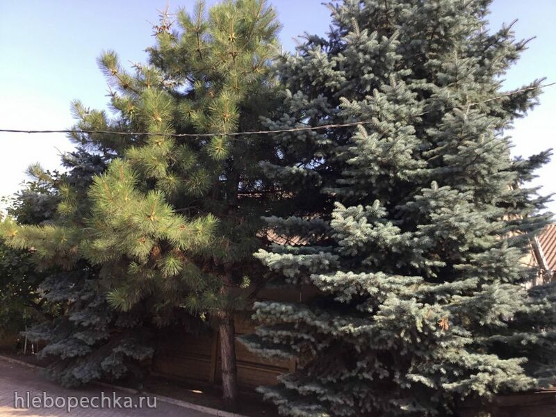 Чайная беседка