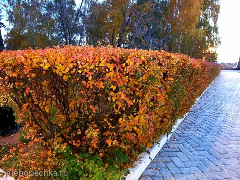 Чайная беседка