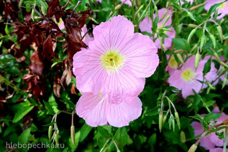 Чайная беседка