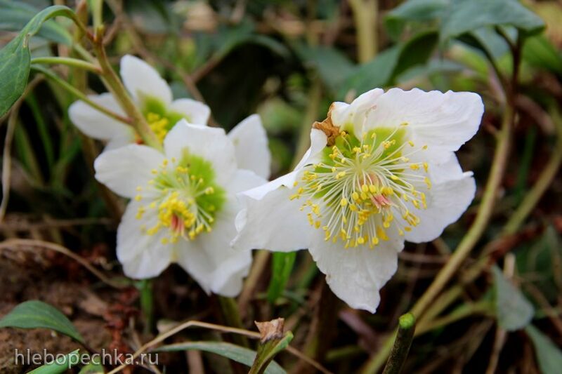 Чайная беседка