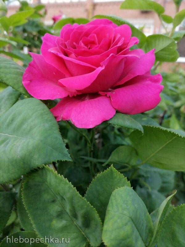 Чайная беседка