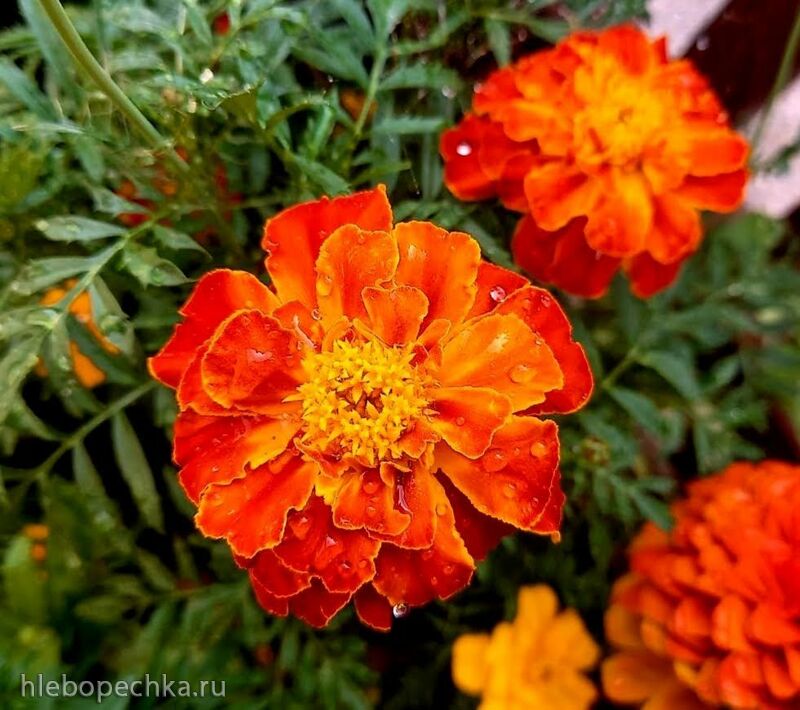 Чайная беседка