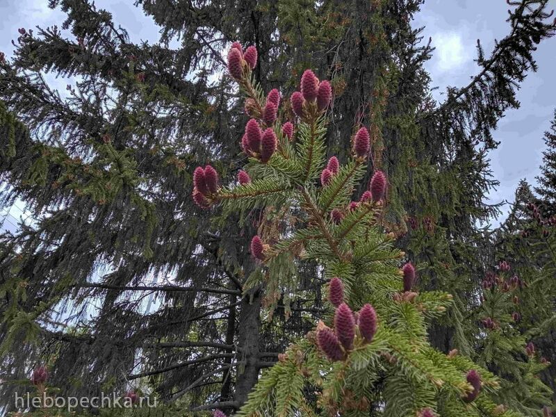 Чайная беседка