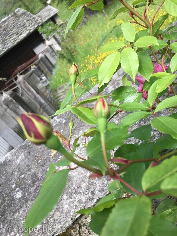 Чайная беседка