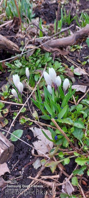 Tapтaлeтки & Ко