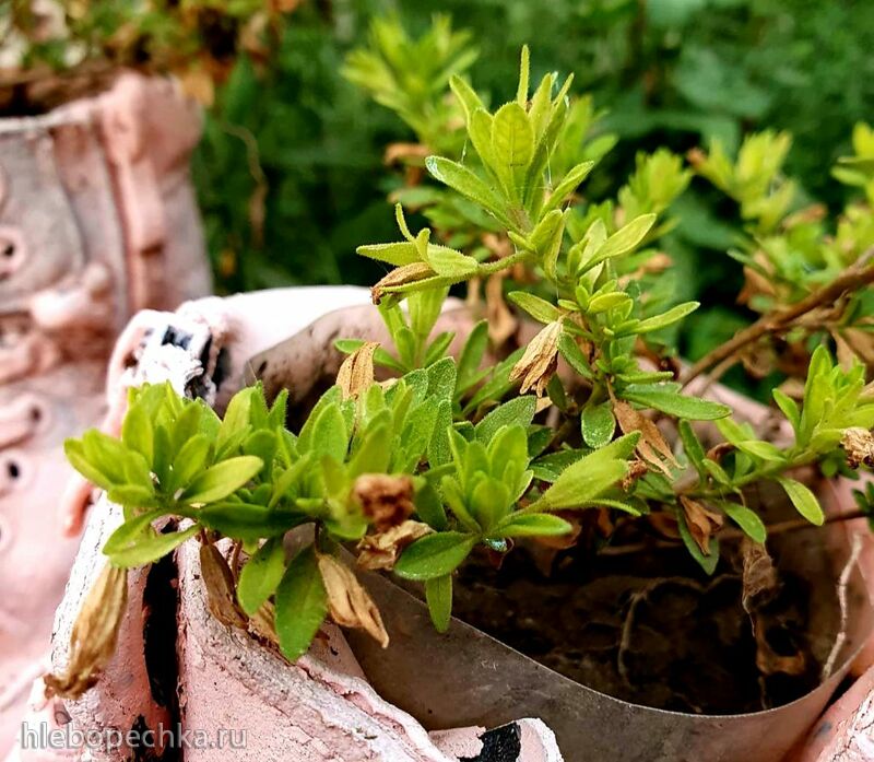 Чайная беседка