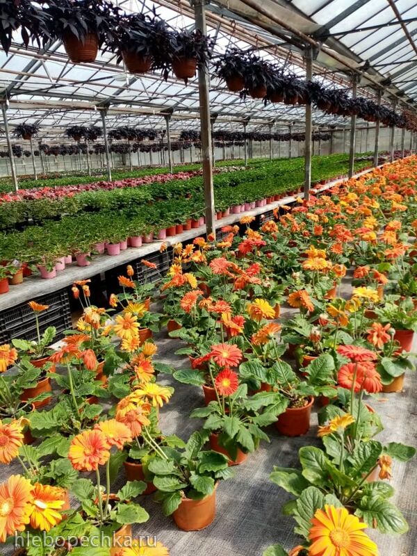 Чайная беседка