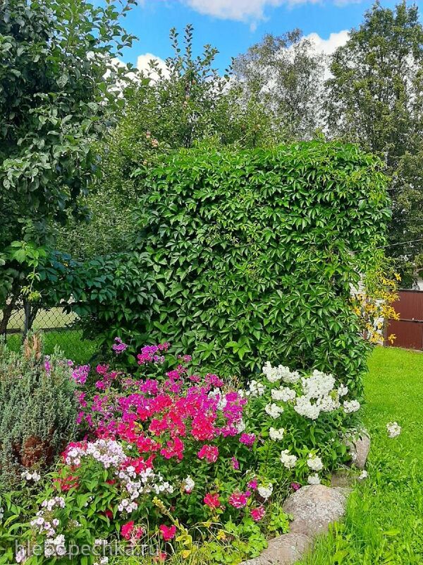 Кафе «У пани Сони»