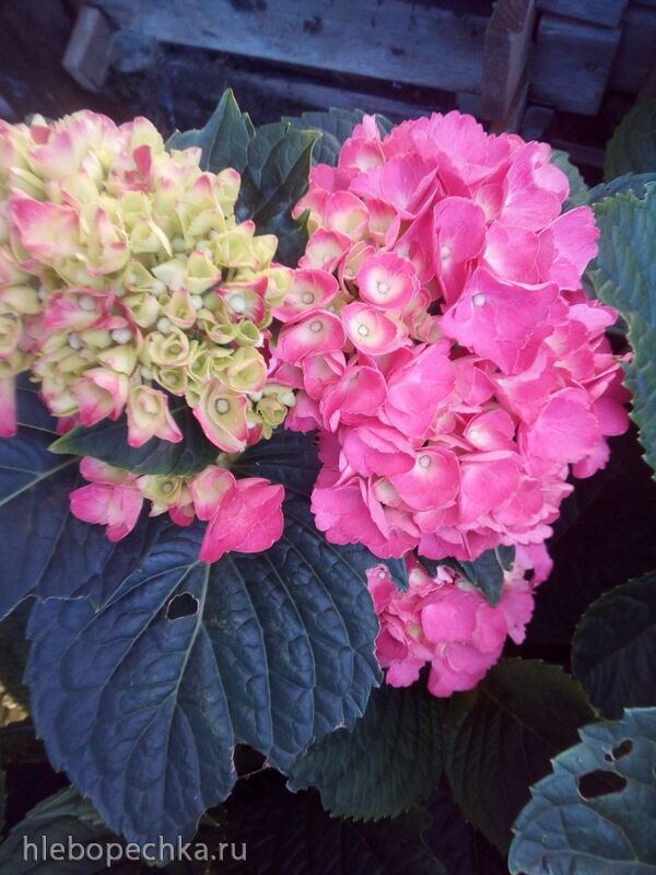 Чайная беседка