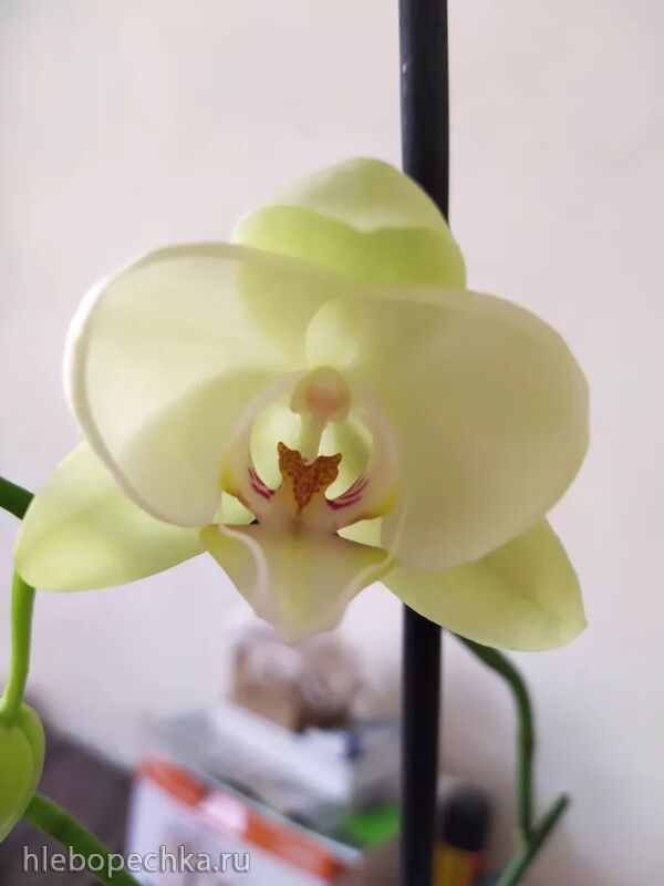 Чайная беседка