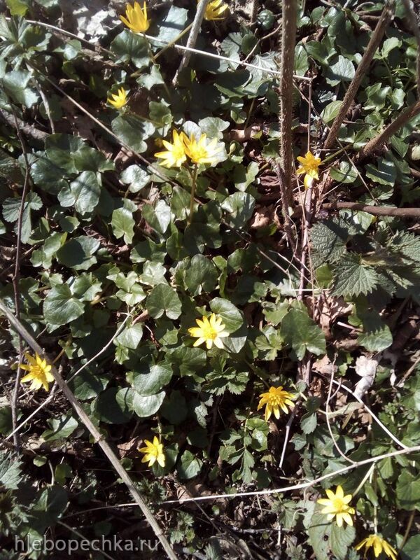 Tapтaлeтки & Ко