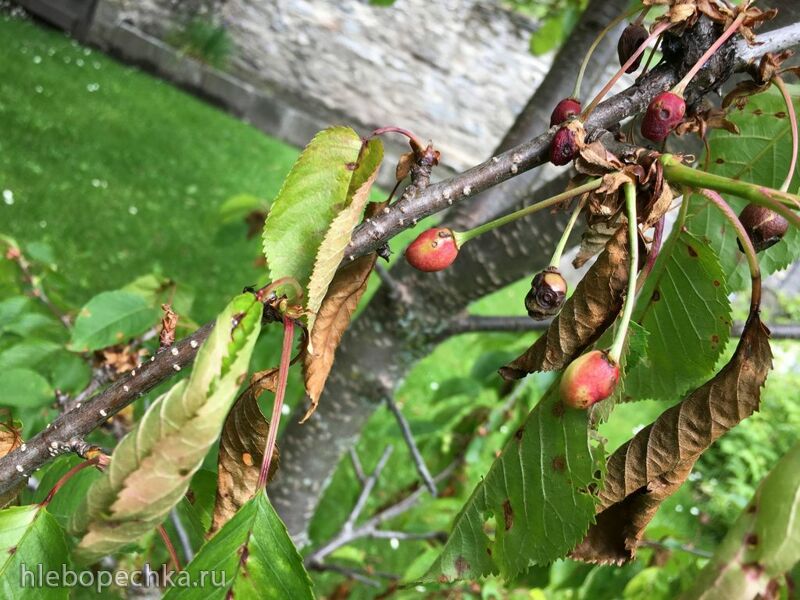 Чайная беседка