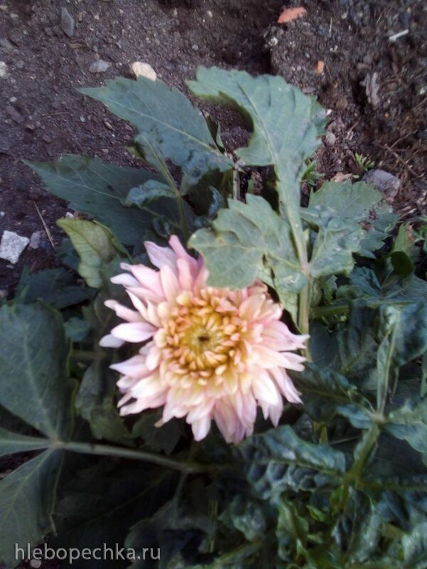 Чайная беседка