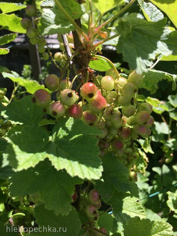 Чайная беседка