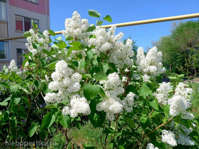 Чайная беседка