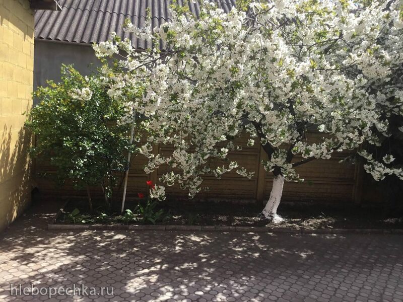 Чайная беседка