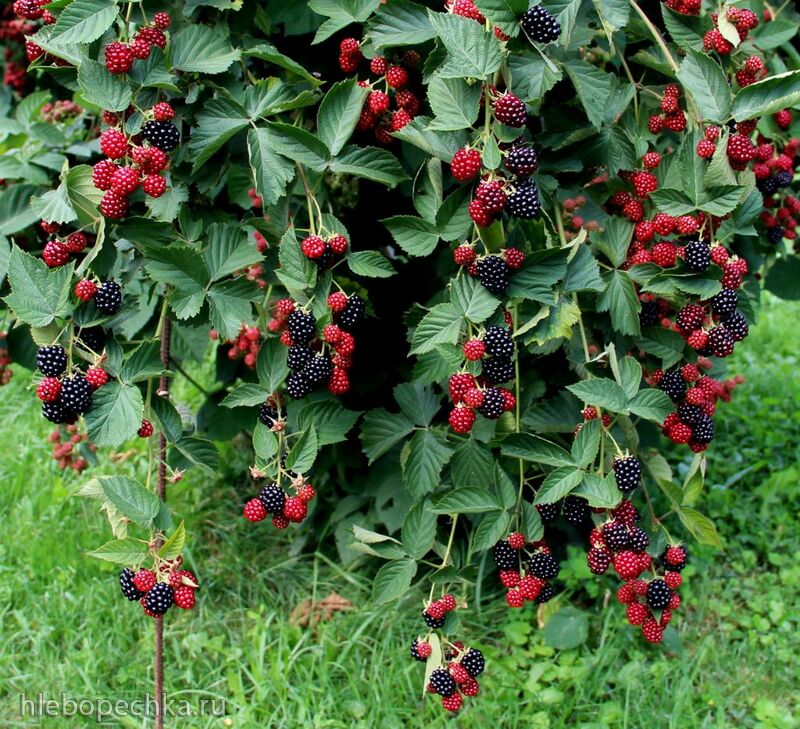 Чайная беседка