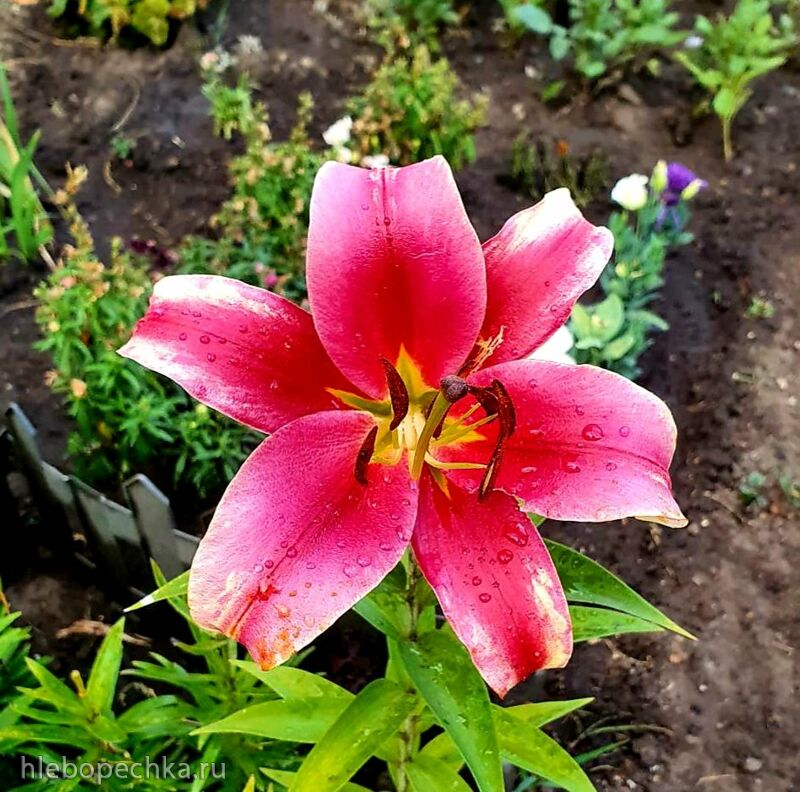 Чайная беседка