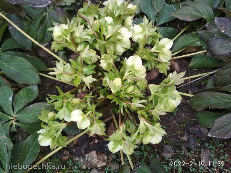 Чайная беседка