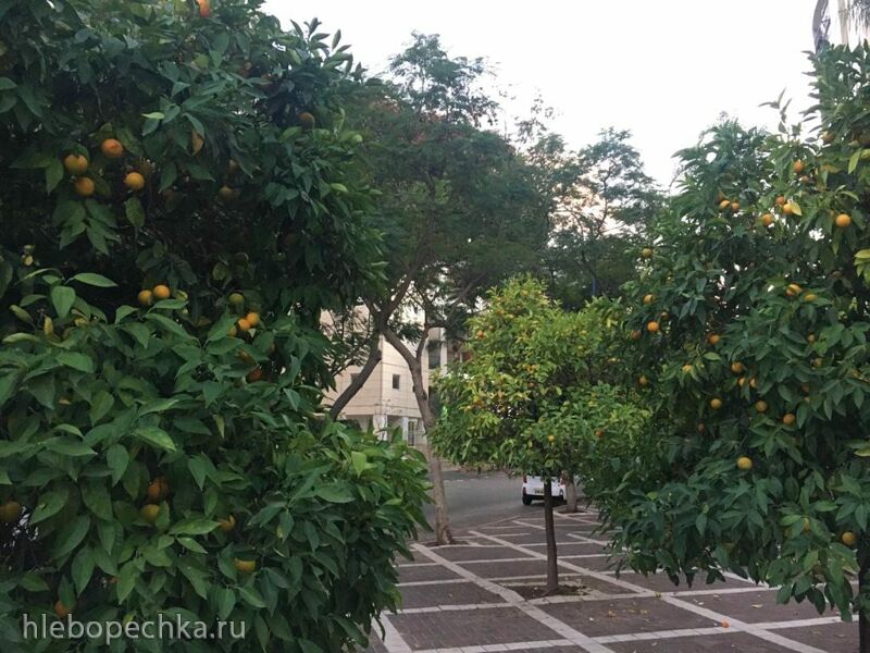 Чайная беседка