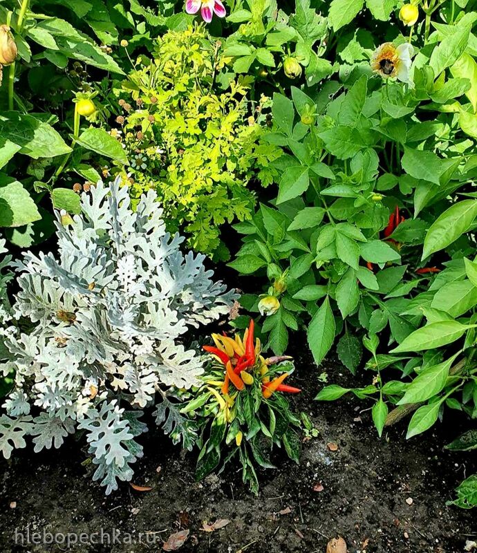 Чайная беседка