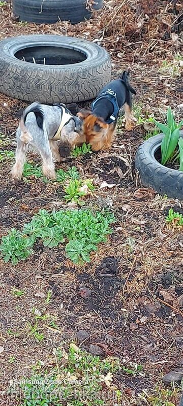 Tapтaлeтки & Ко