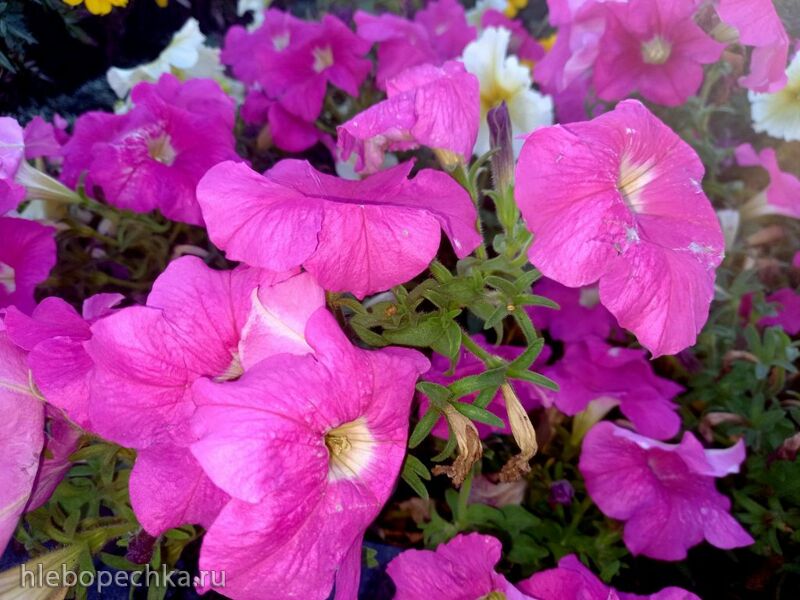 Чайная беседка