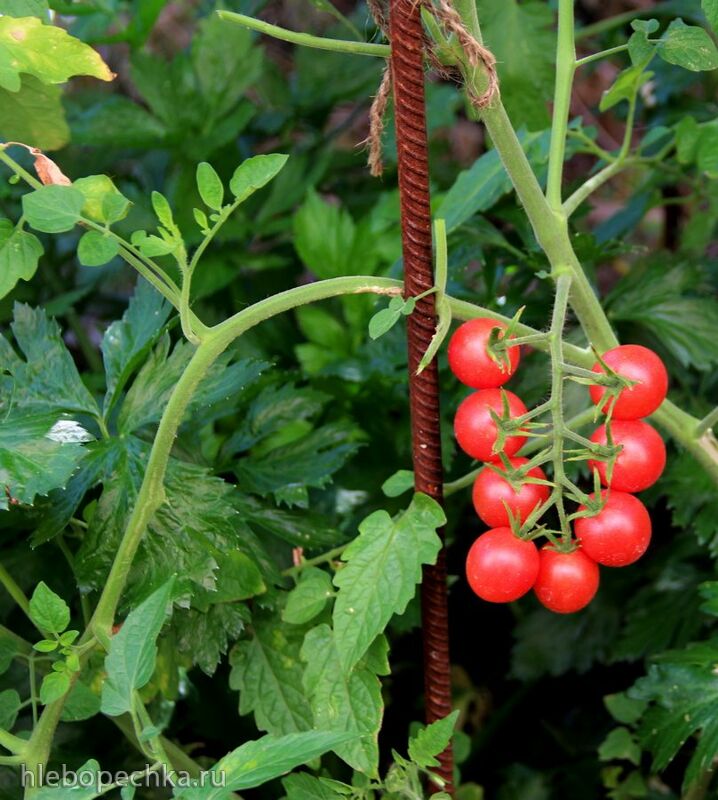 Чайная беседка