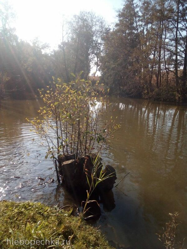 Чайная беседка