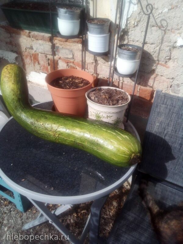 Чайная беседка