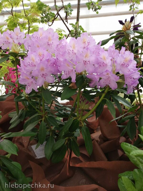 Чайная беседка