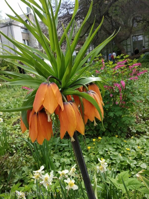 Чайная беседка