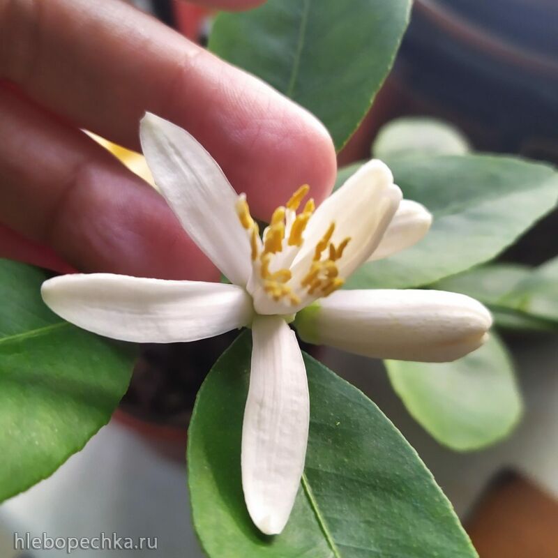 Чайная беседка