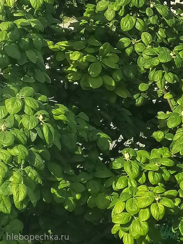 Чайная беседка