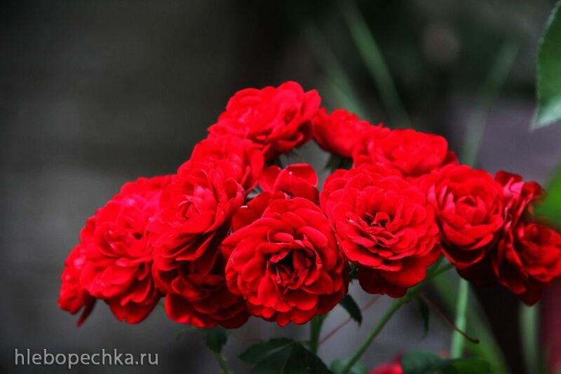 Чайная беседка